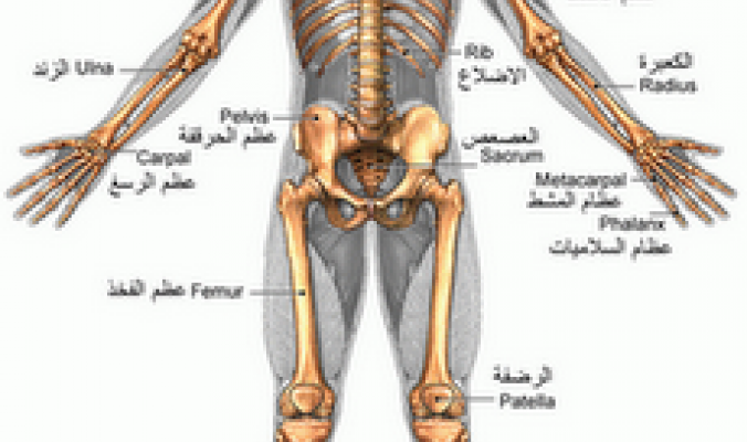 تعرف على العظام وهي مستودع ضخم لـ 99 من الكالسيوم الصفحة 4 منتديات